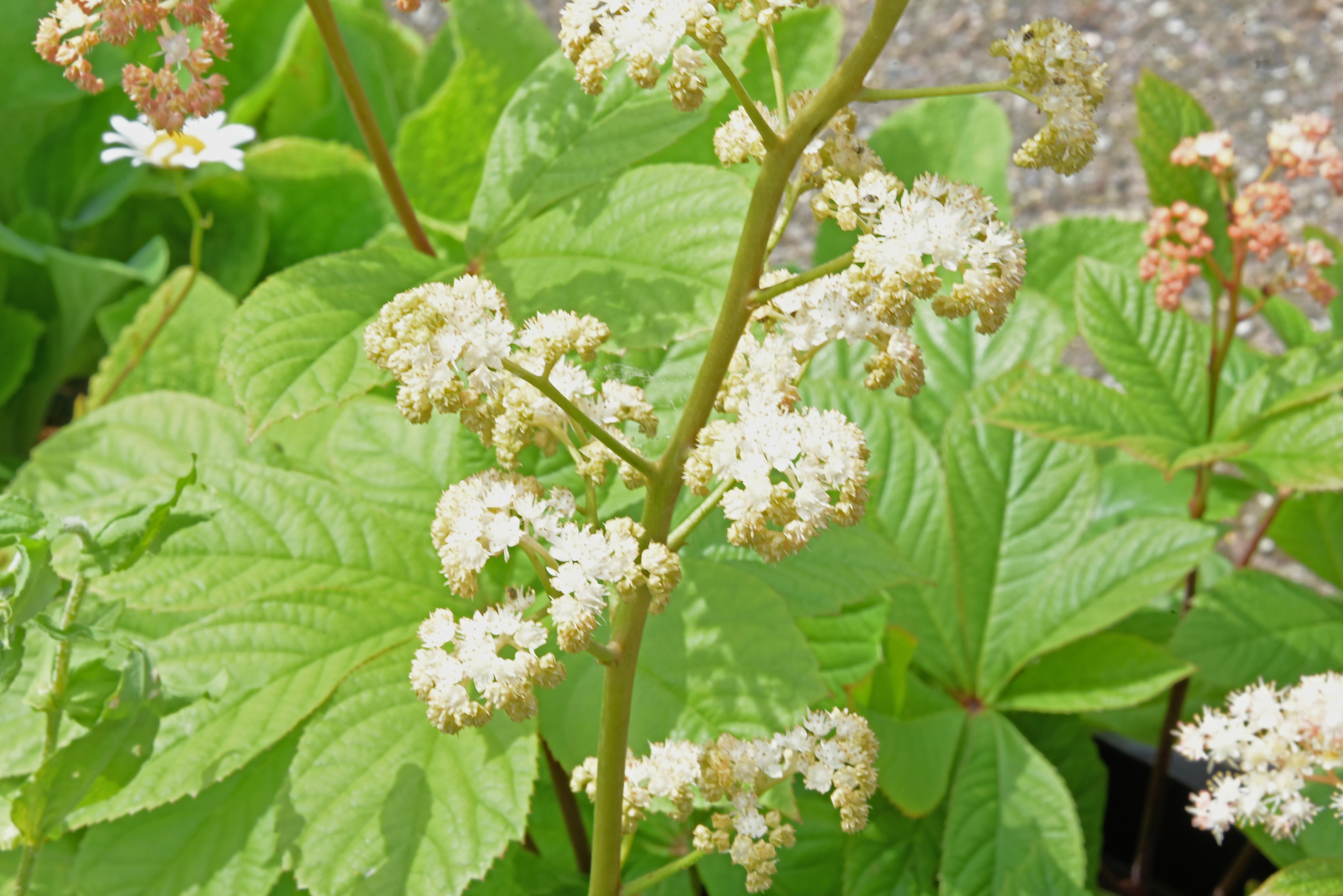 Rodgersia sambucifolia bestellen